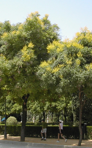 Impulsamos una ciudad más sostenible fomentando el cuidado del medio ambiente.